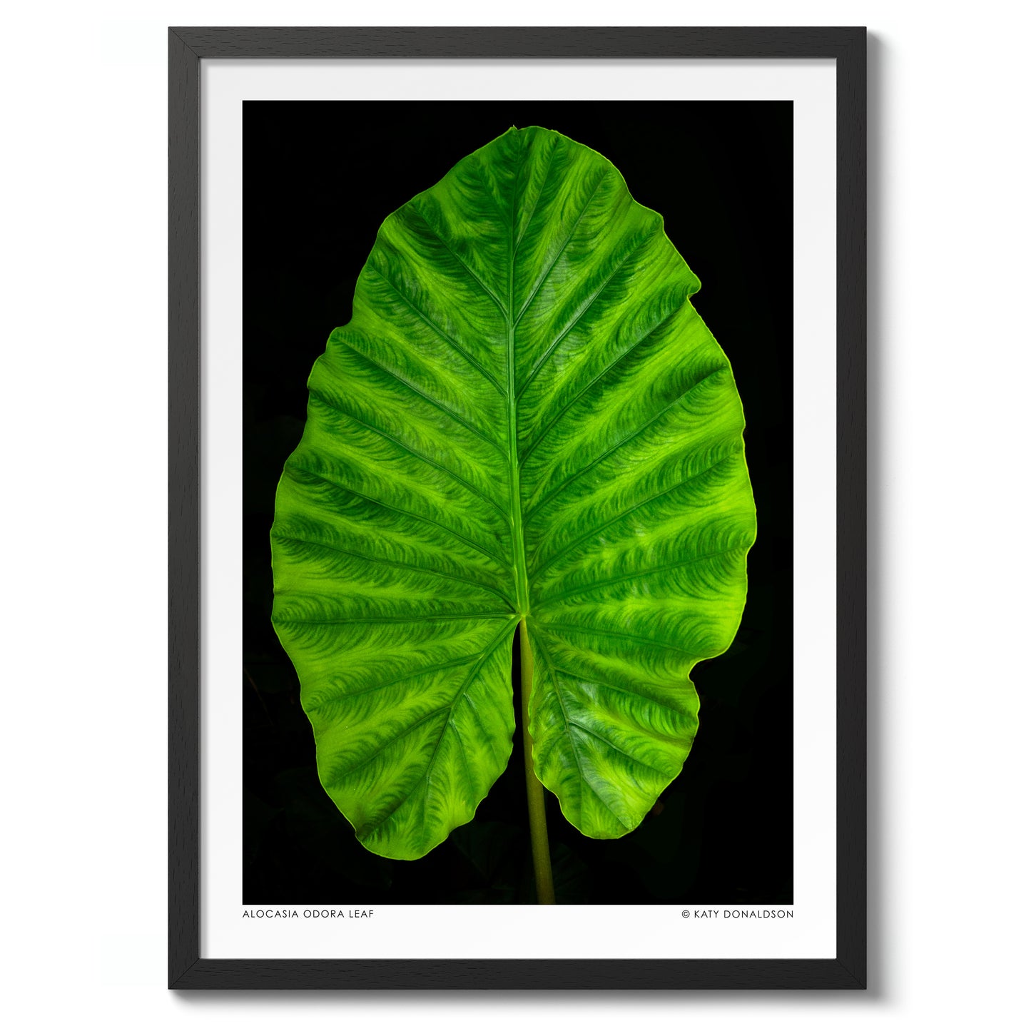 Alocasia Odora Leaf