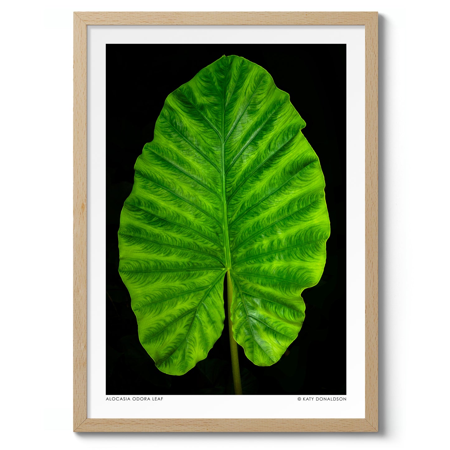 Alocasia Odora Leaf