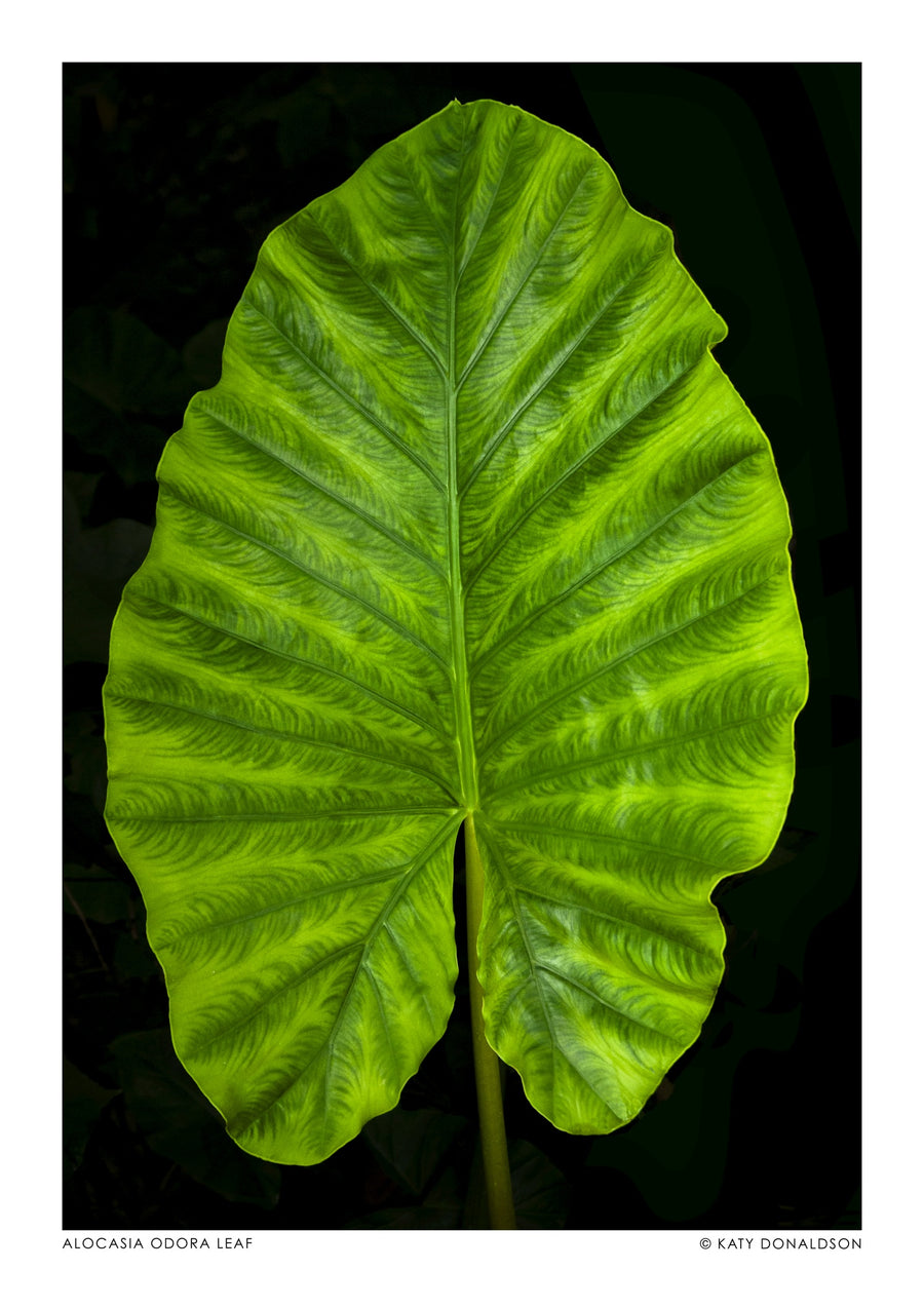 Alocasia Odora Leaf - Print Only frame