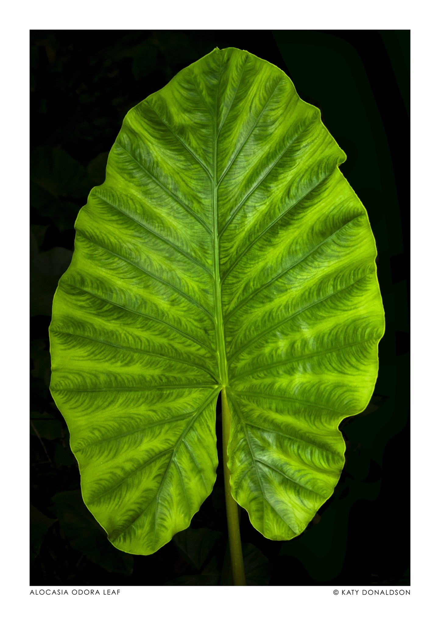 Alocasia Odora Leaf