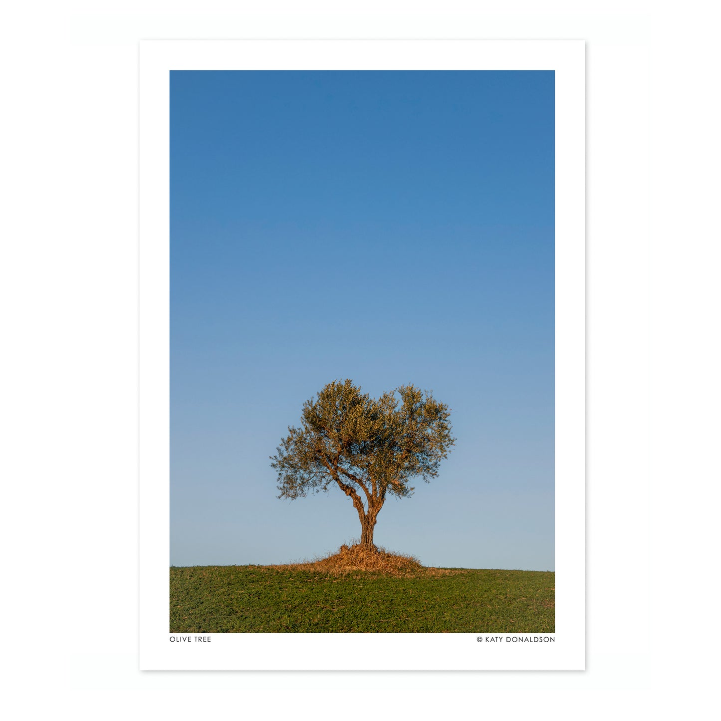 Olive Tree