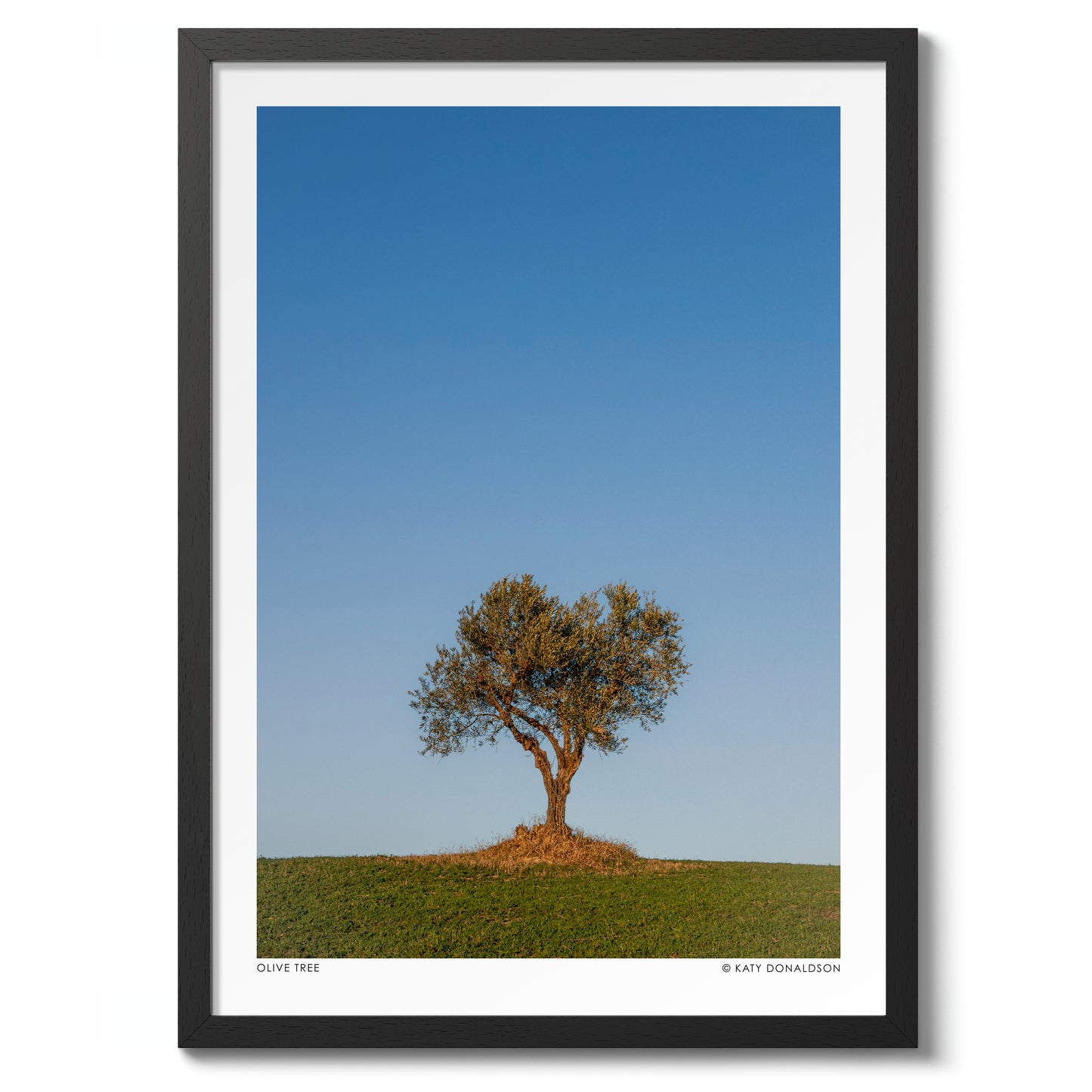 Olive Tree