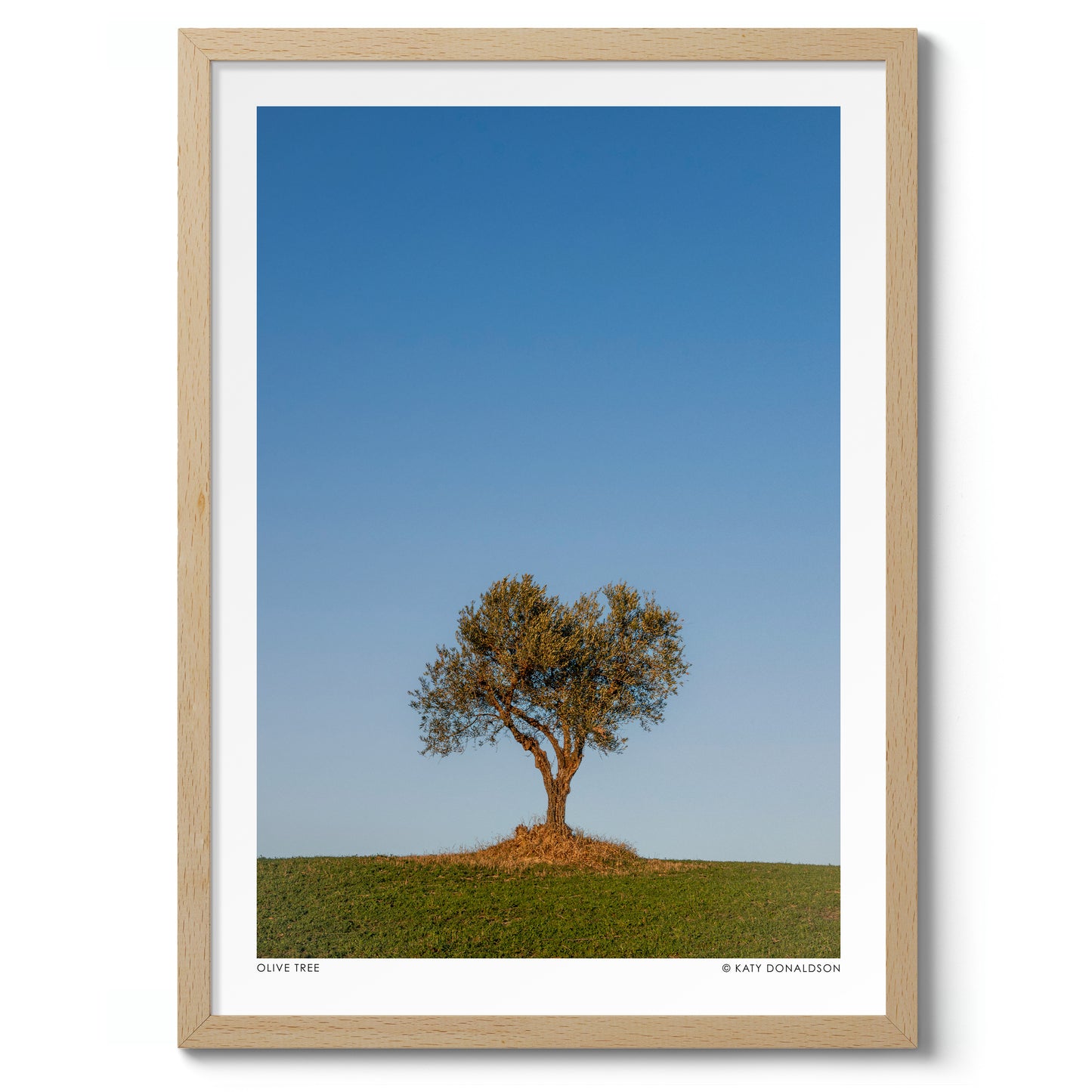 Olive Tree