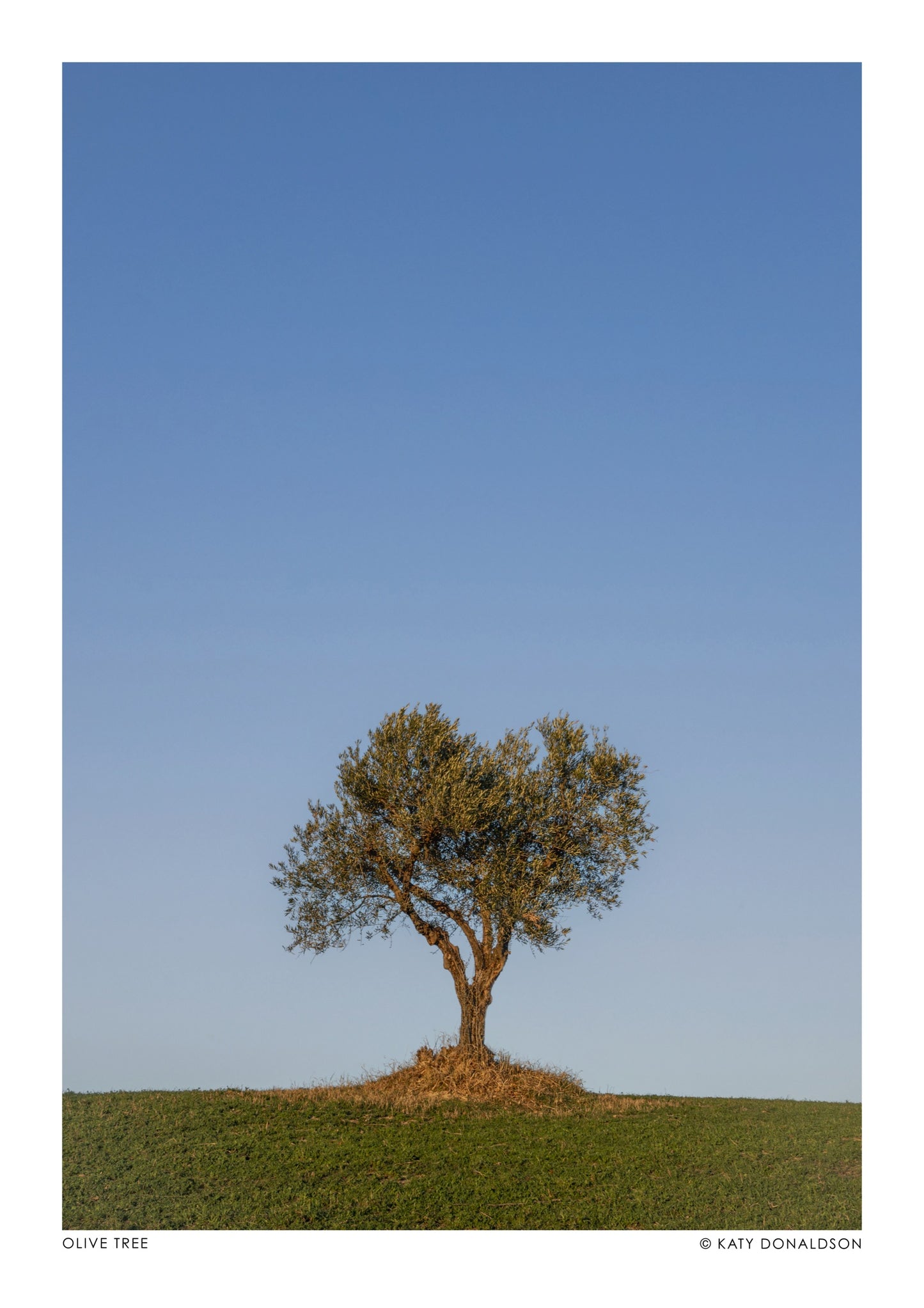 Olive Tree