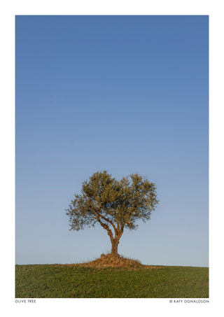 Olive Tree print