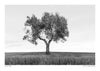 Olivenbaum print