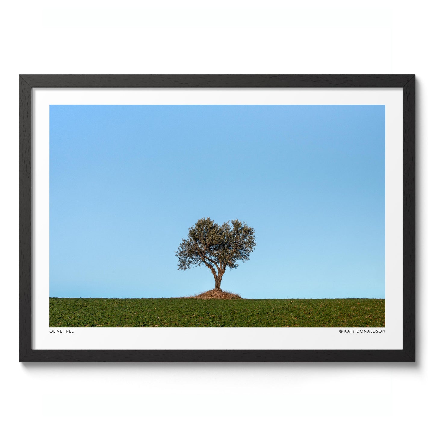 Olivier, Soleil du soir