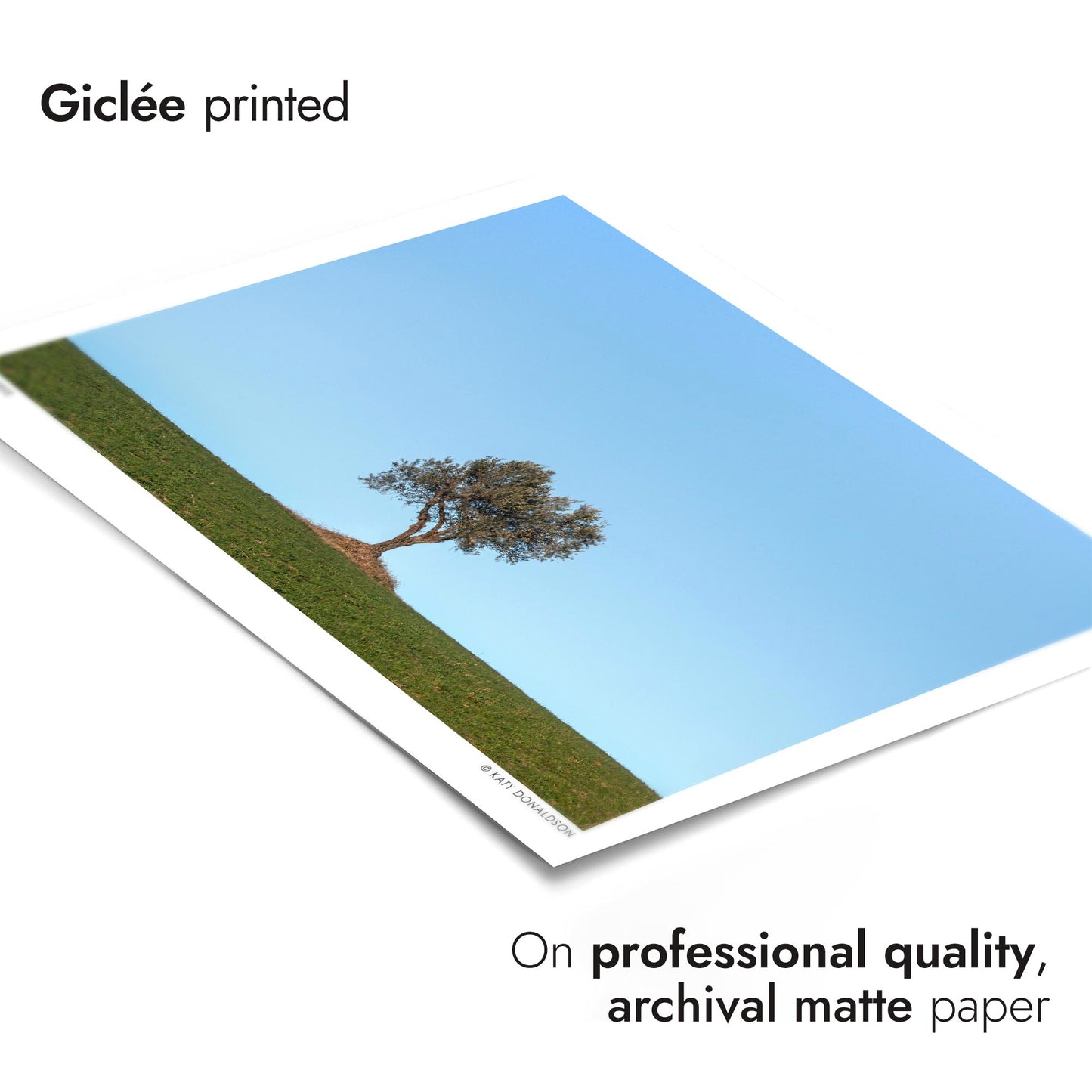 Olivier, Soleil du soir