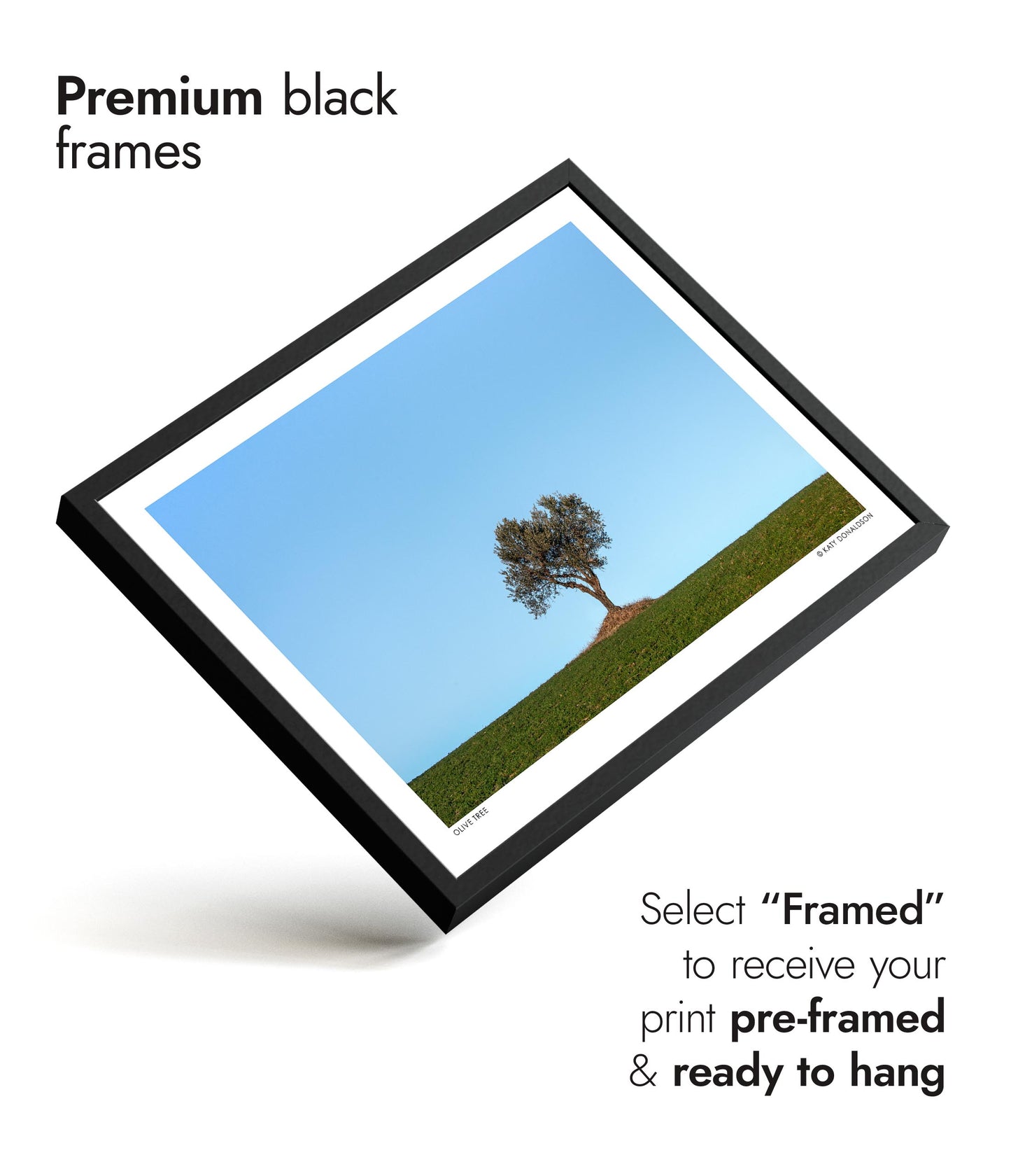 Olivier, Soleil du soir