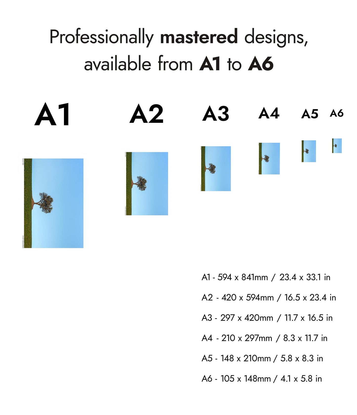 Olivier, Soleil du soir