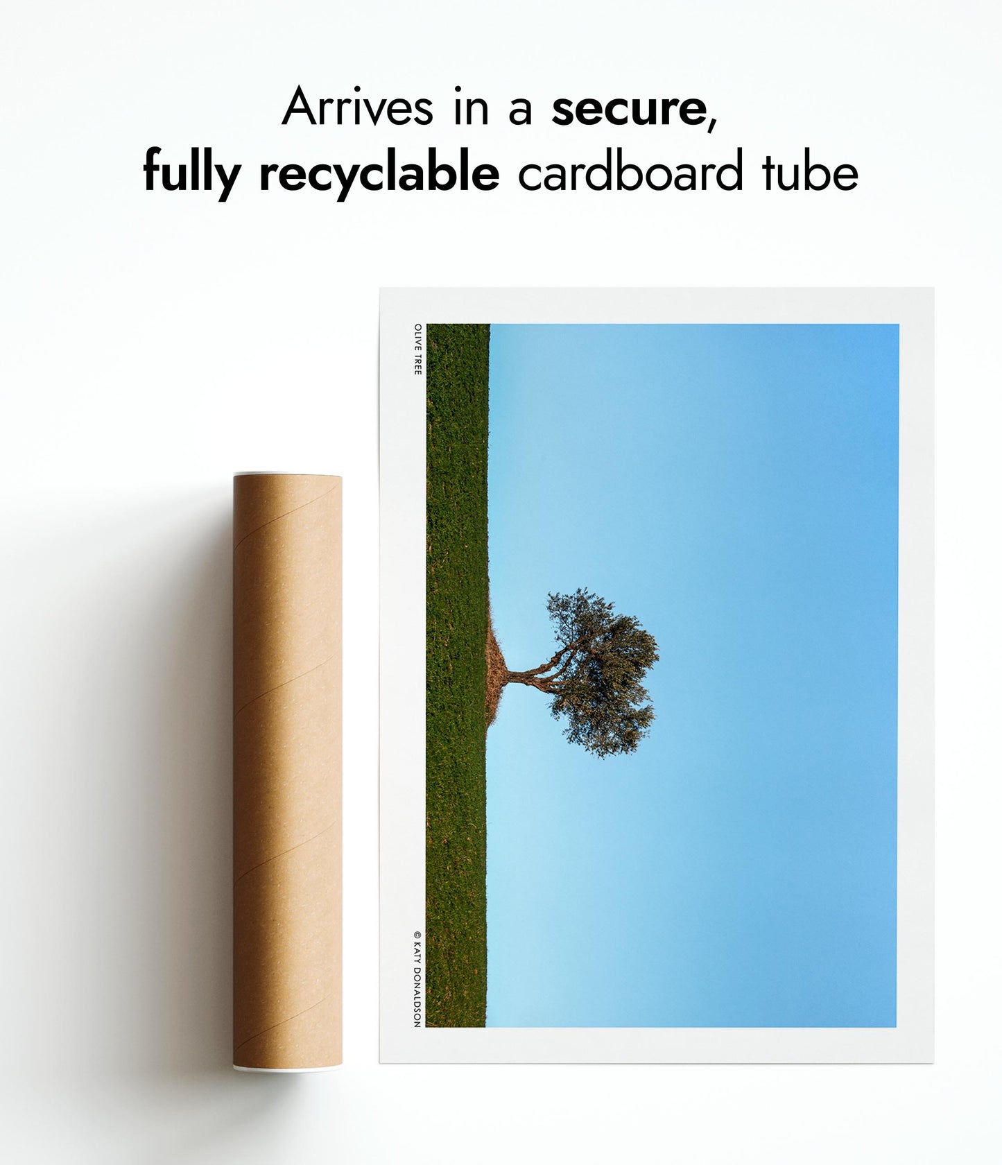 Olivier, Soleil du soir