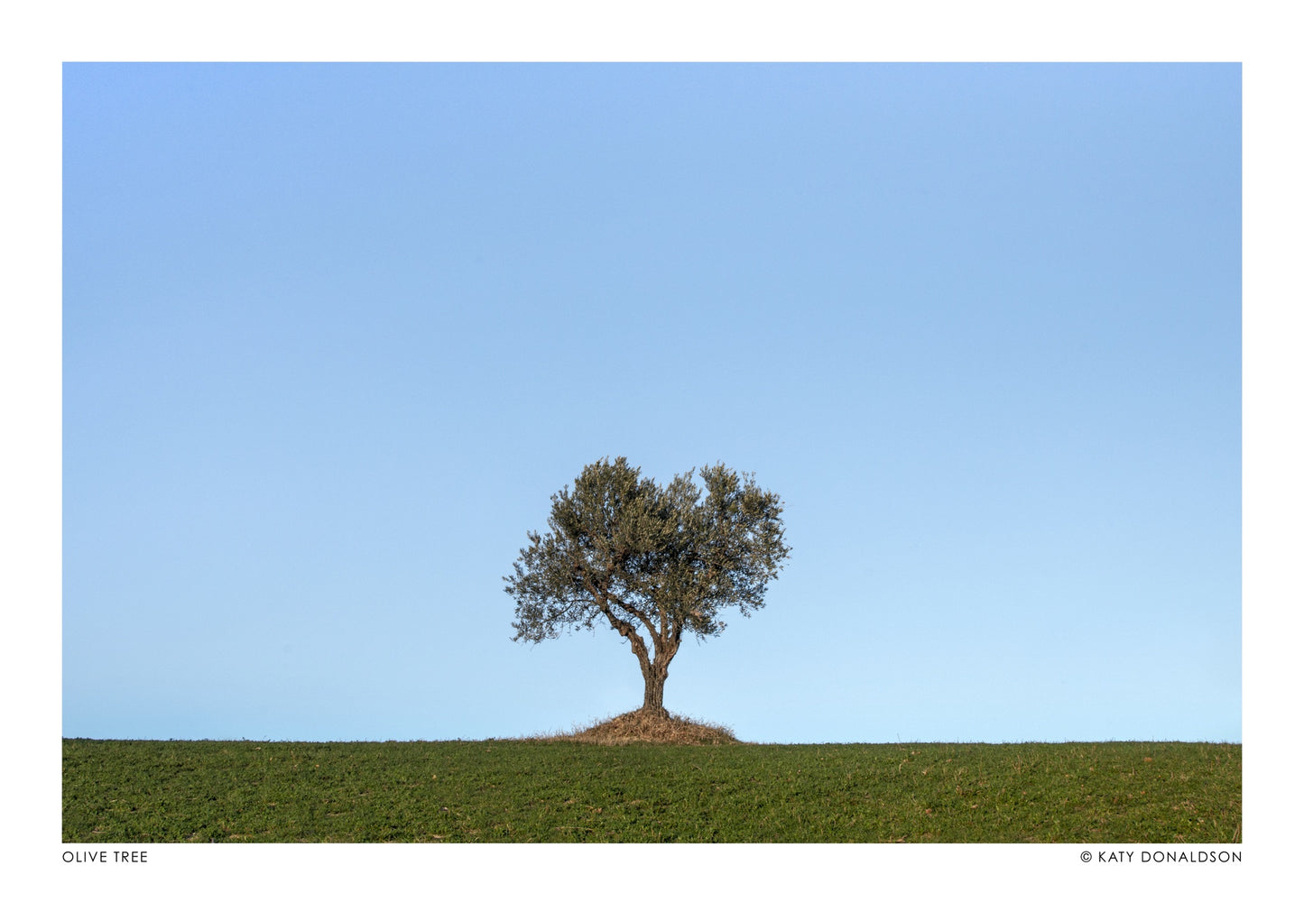 Olivier, Soleil du soir