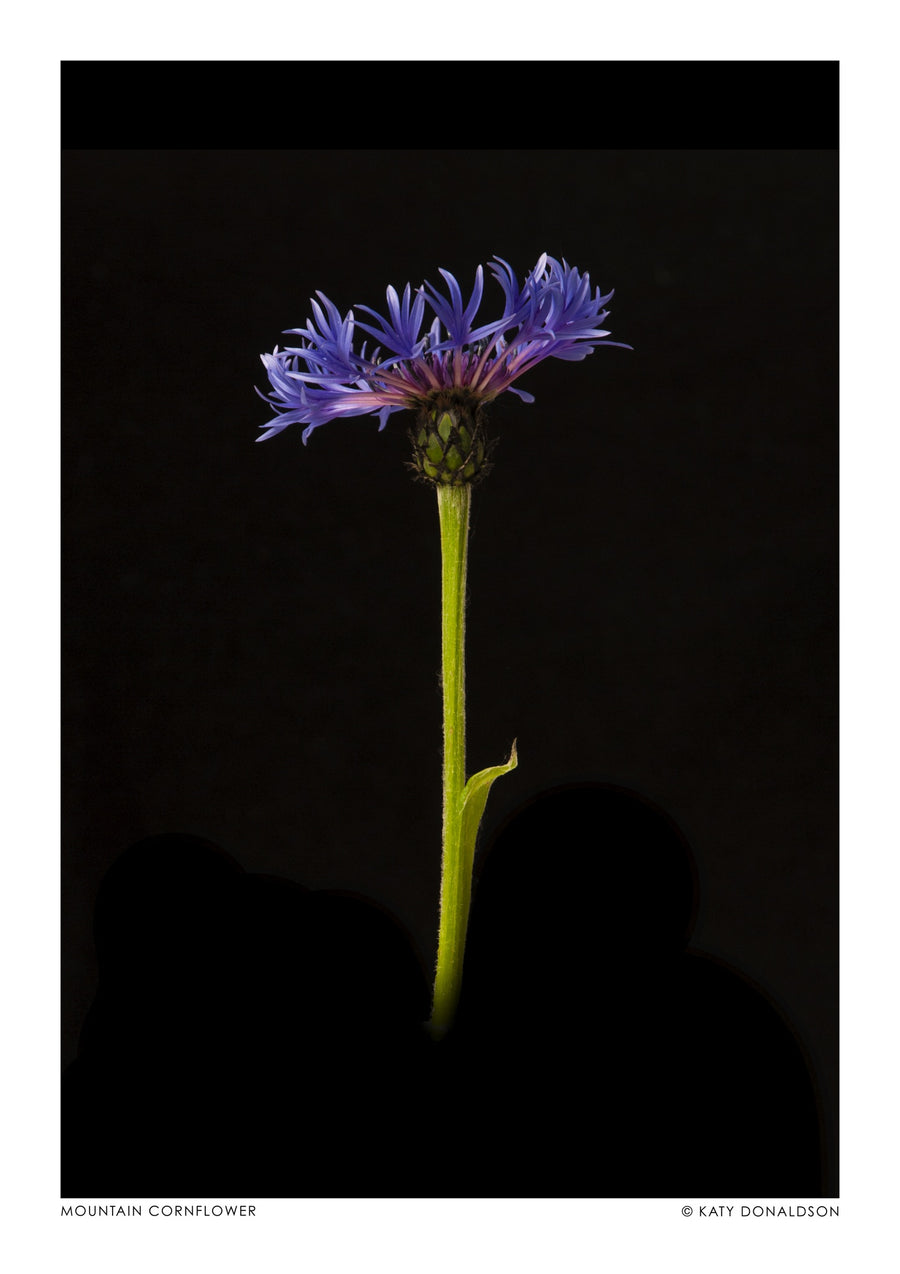 Bergkorenbloem - Print Only frame