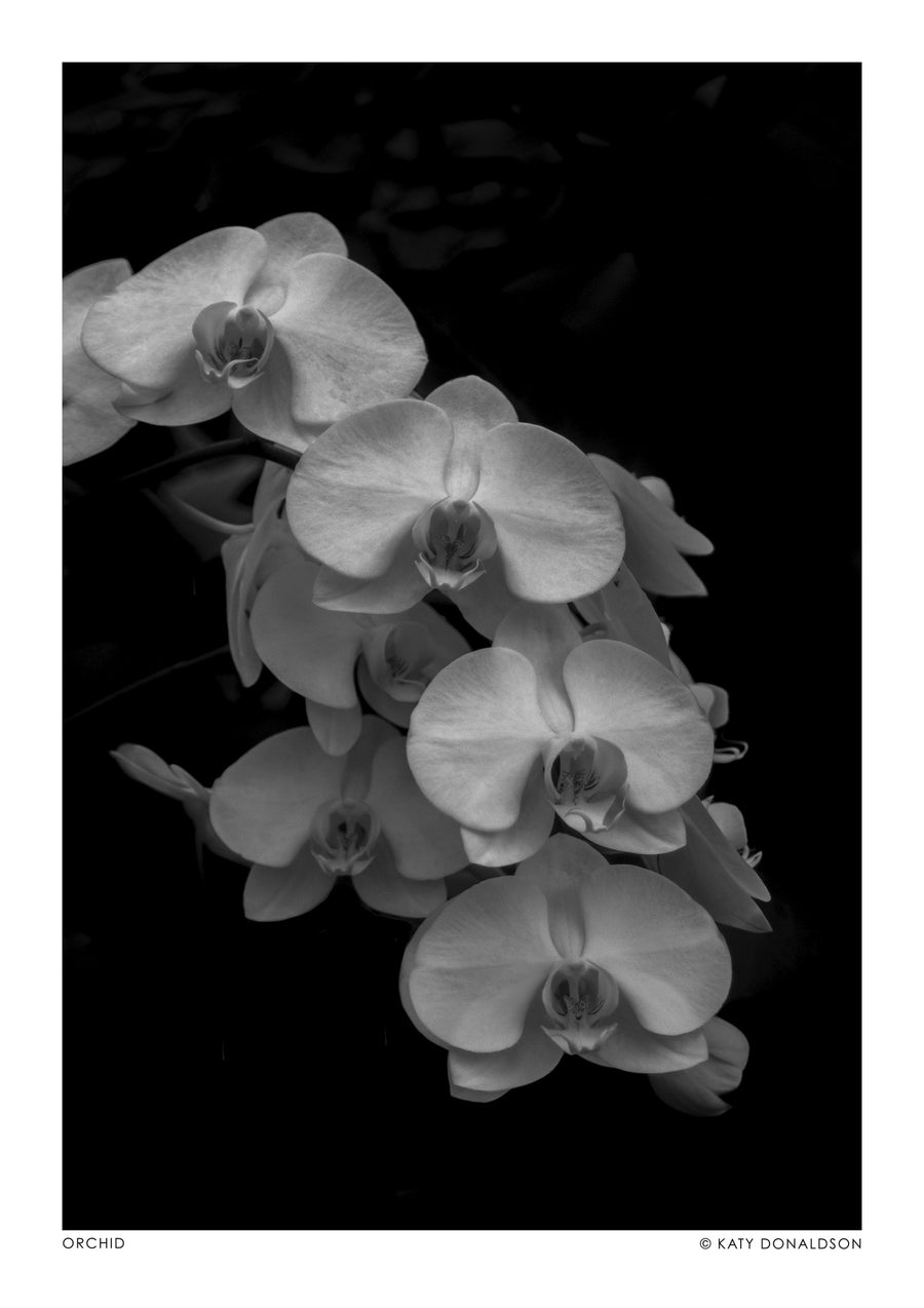 Orchid Falls - Print Only frame