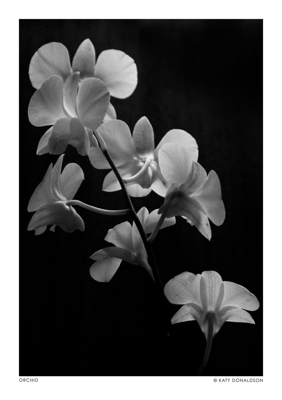 Orchidee - Print Only frame