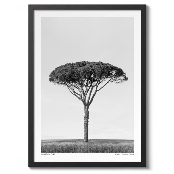 Umbrella Pine