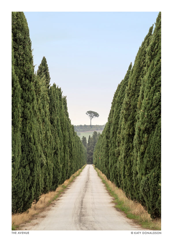 The Avenue Portrait