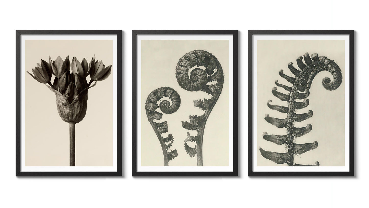 Ormbunkar och blommor