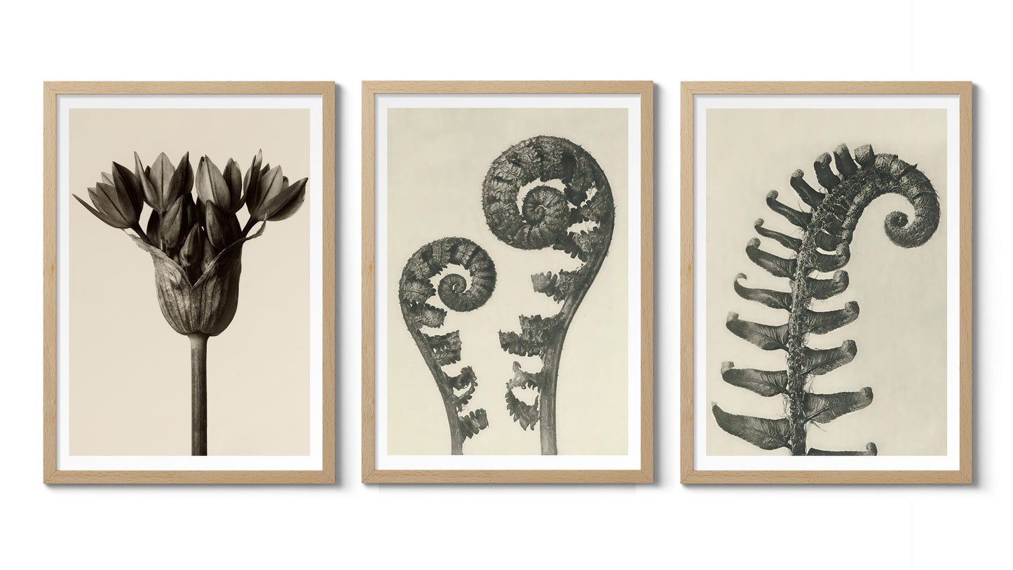 Ormbunkar och blommor