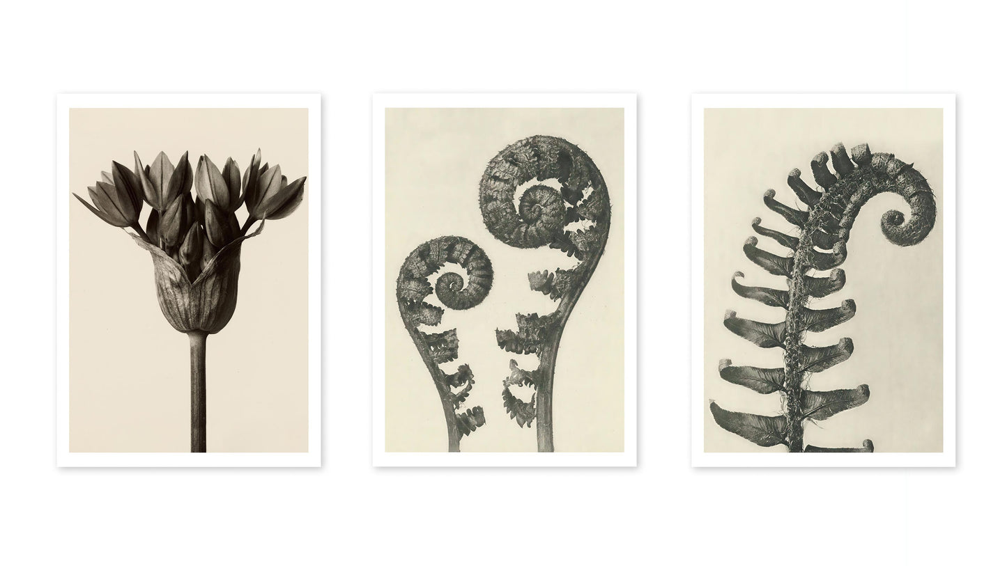 Ormbunkar och blommor