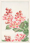 Sarusubisblommor print