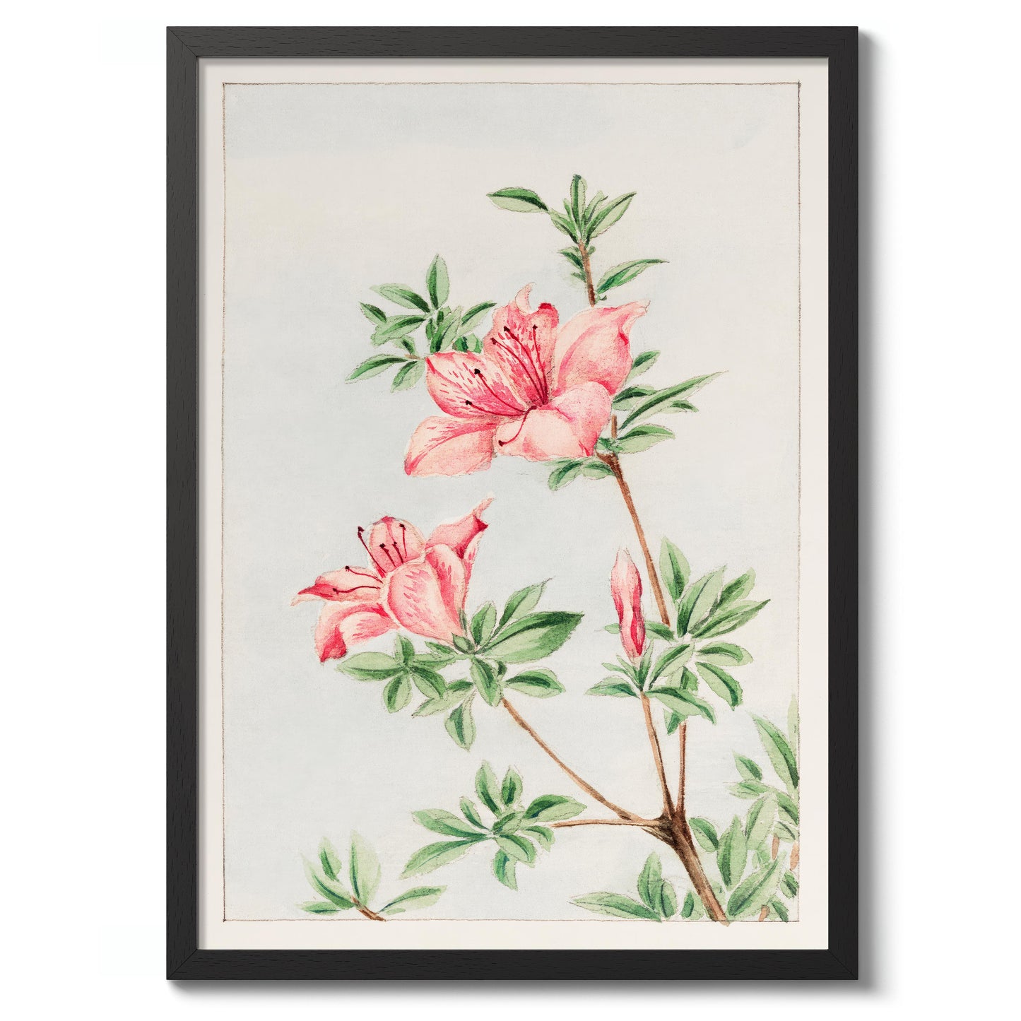 Tsutsuji Rhododendron Judicum (Azalea)