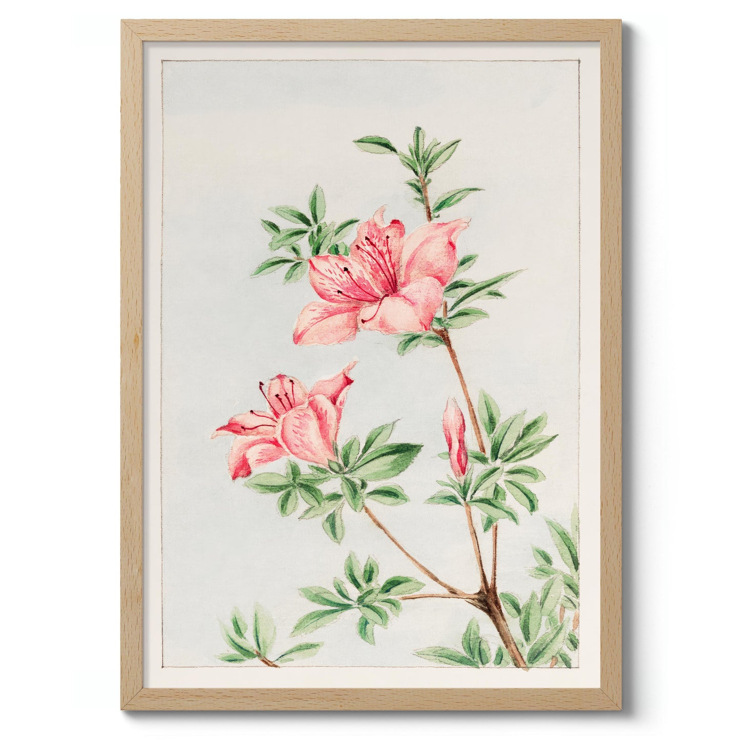 Tsutsuji Rhododendron Judicum (Azalea)