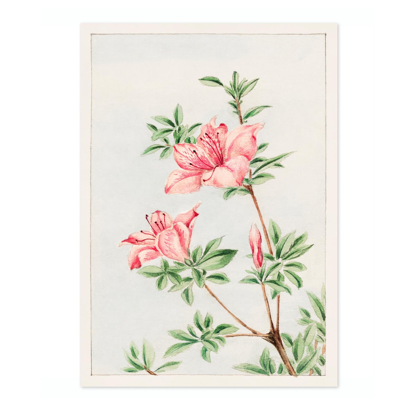 Tsutsuji Rhododendron Judicum (Azalea)