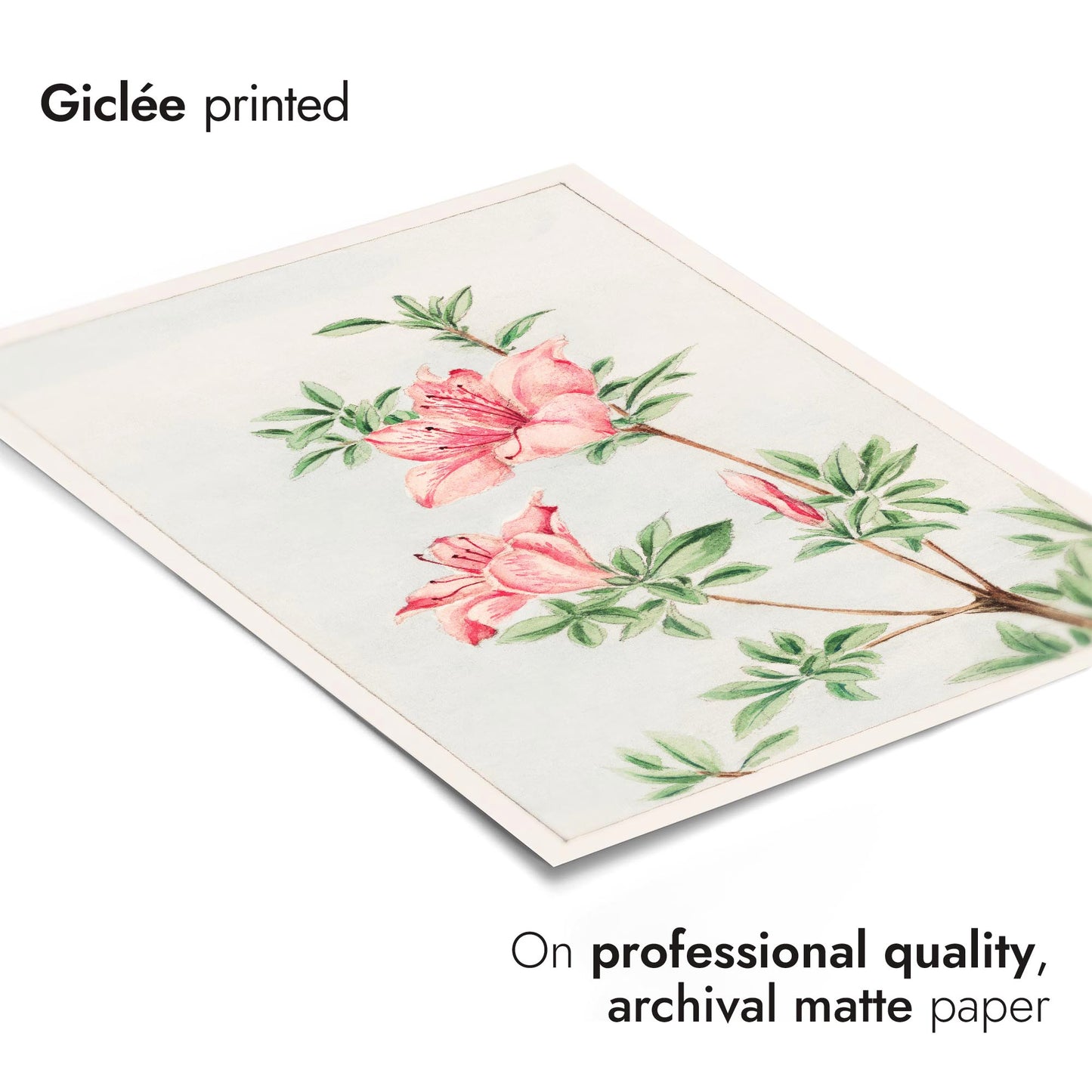 Tsutsuji Rhododendron Judicum (Azalea)