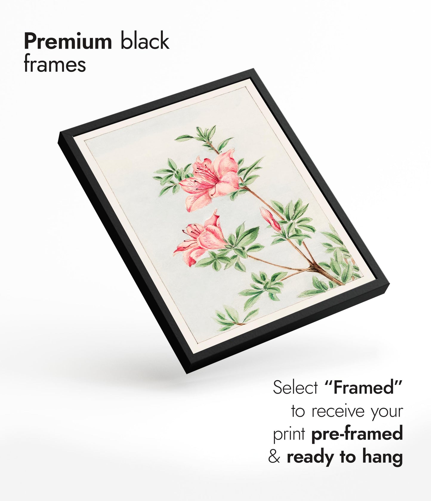 Tsutsuji Rhododendron Judicum (Azalea)