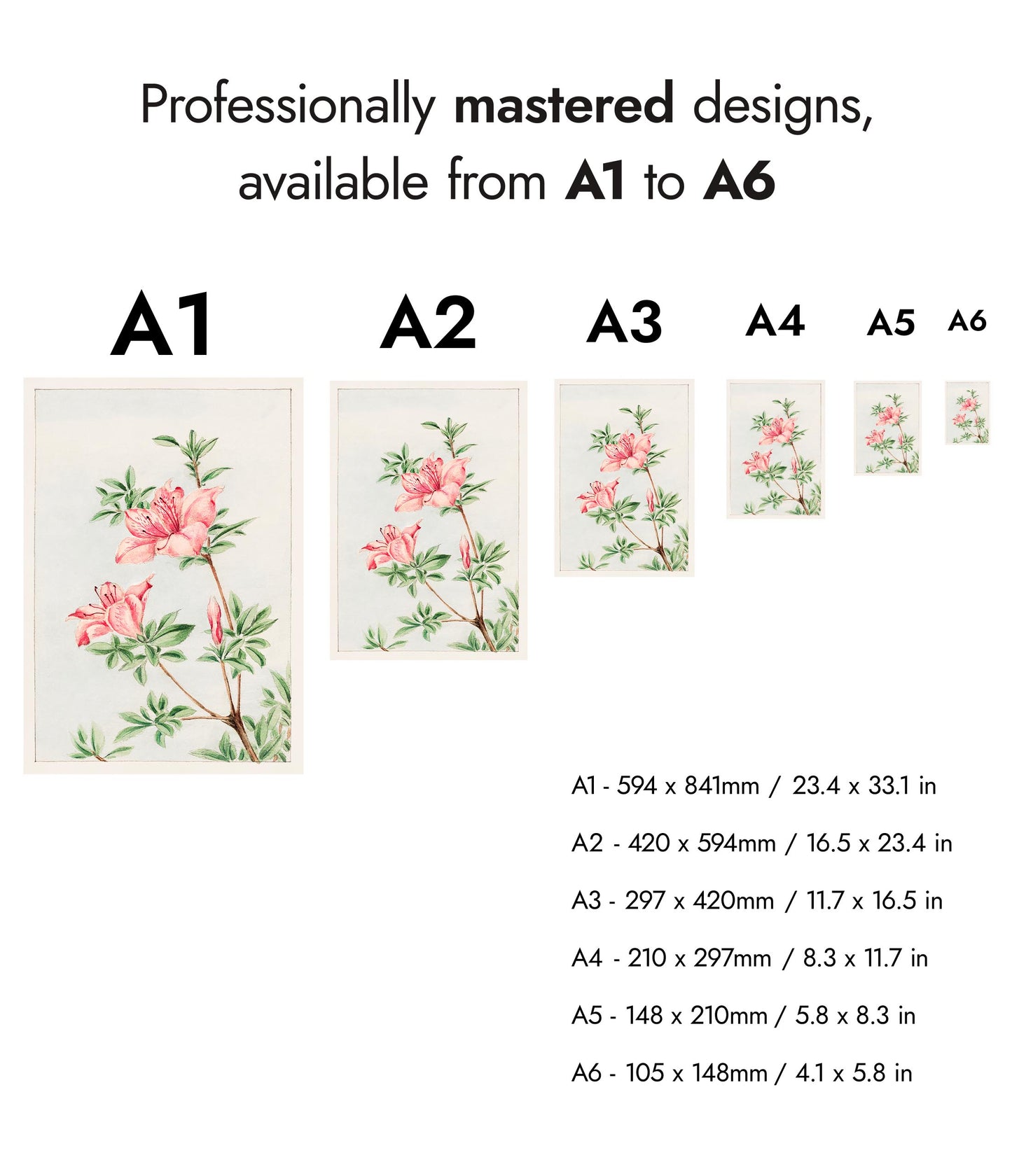 Tsutsuji Rhododendron Judicum (Azalea)