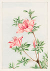Tsutsuji Rhododendron Judicum (Azalea) print