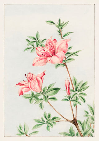 Tsutsuji Rhododendron Judicum (Azalea) print