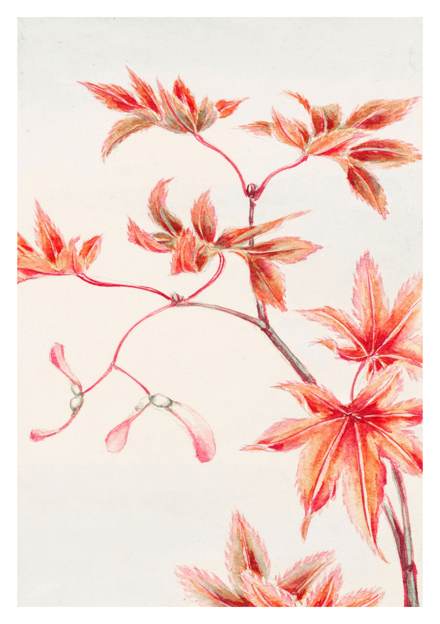 Tak van de Momiji esdoornboom - Print Only frame