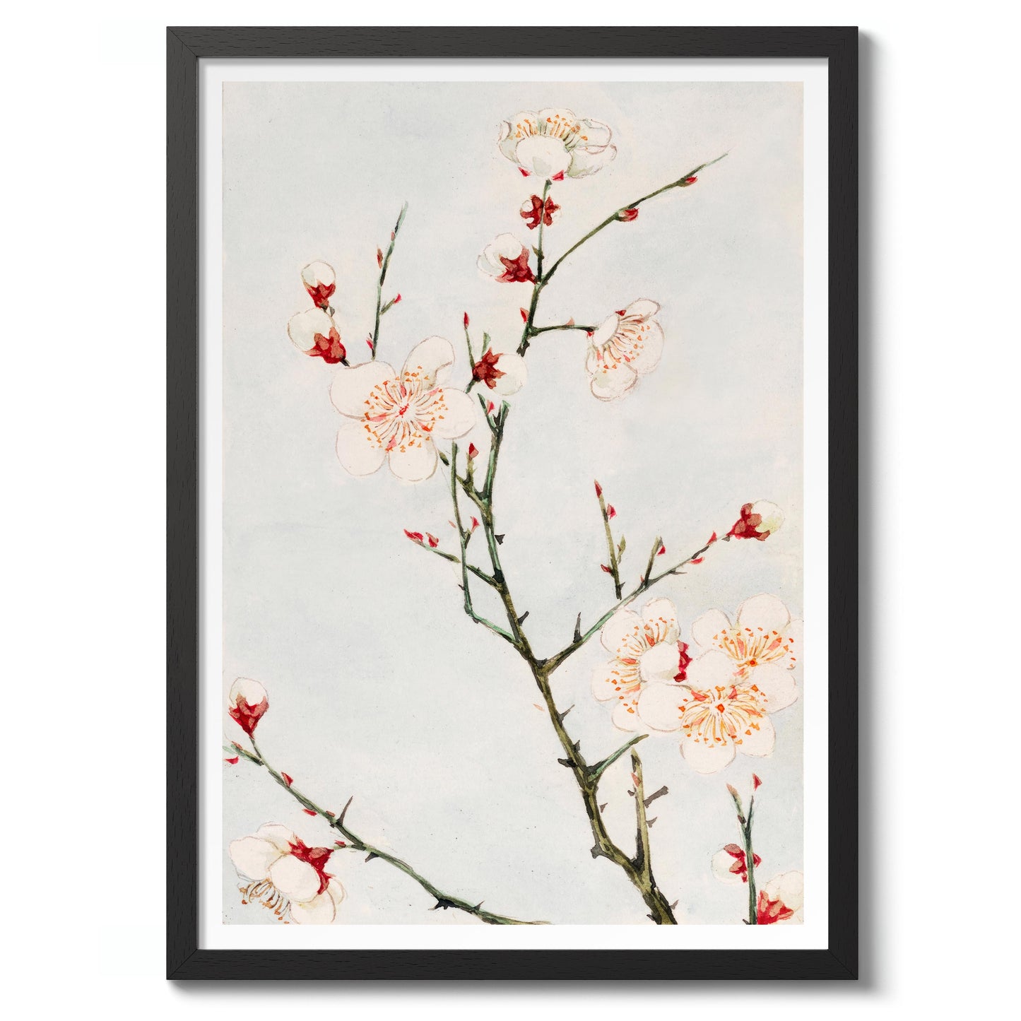 Plommongren med blommor