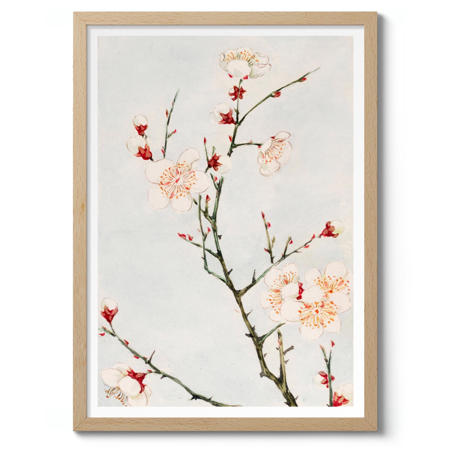 Plommongren med blommor