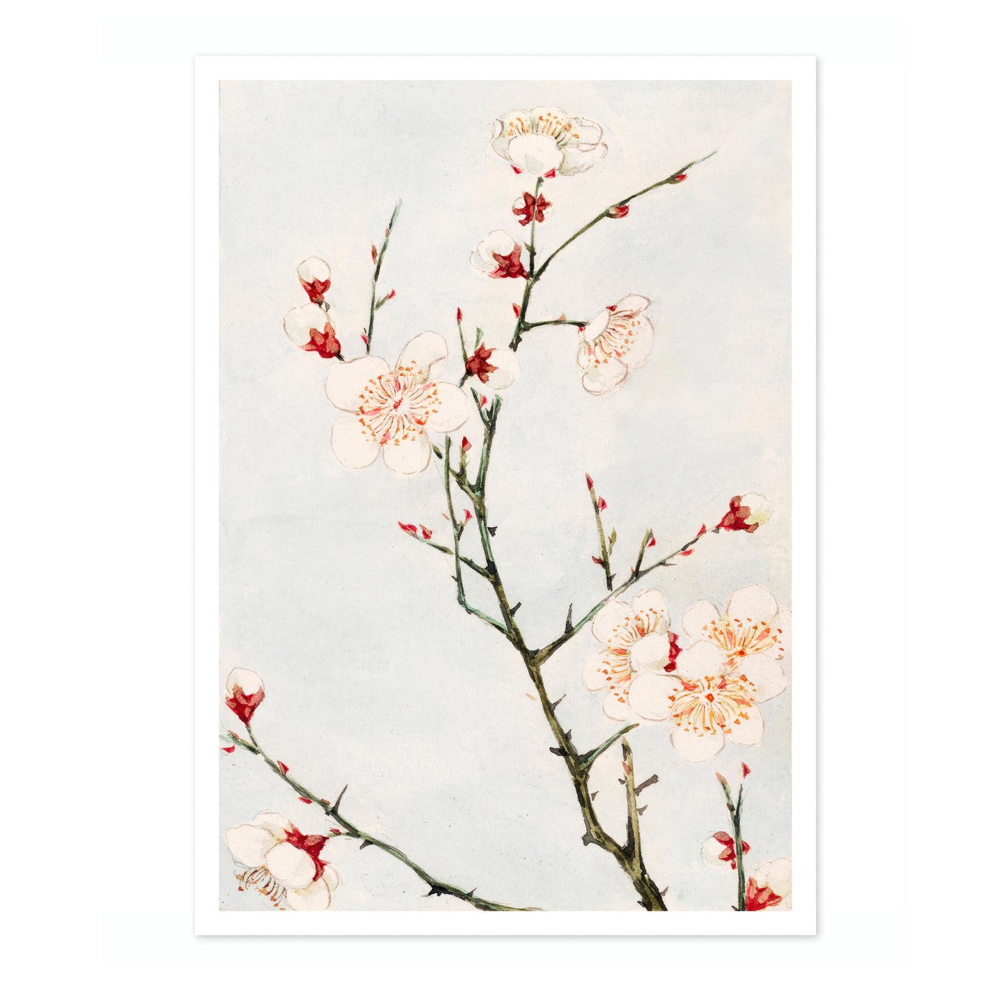 Plommongren med blommor