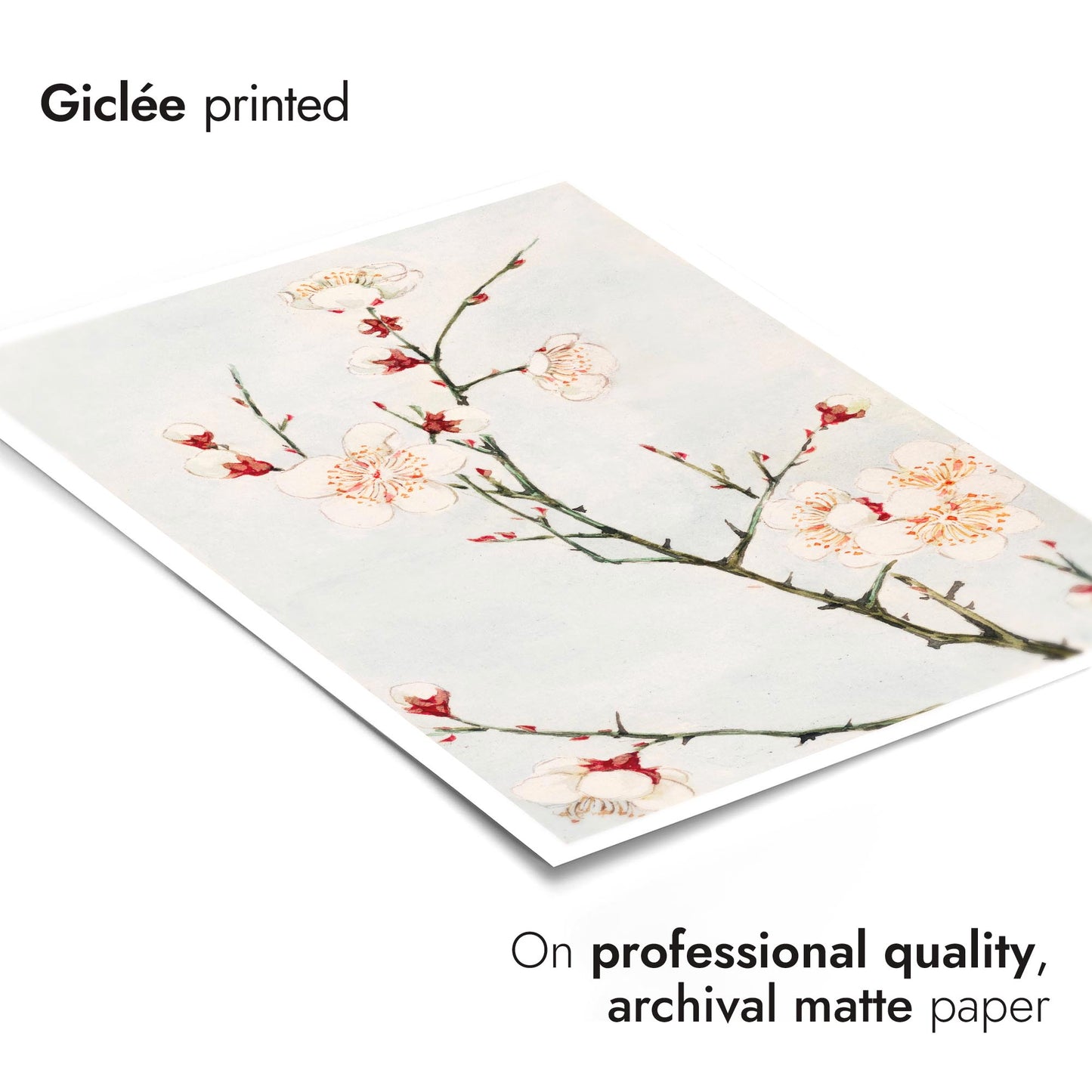 Plommongren med blommor