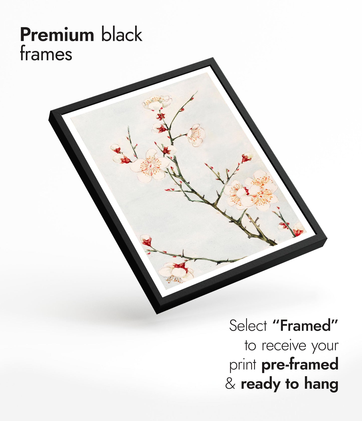 Plommongren med blommor