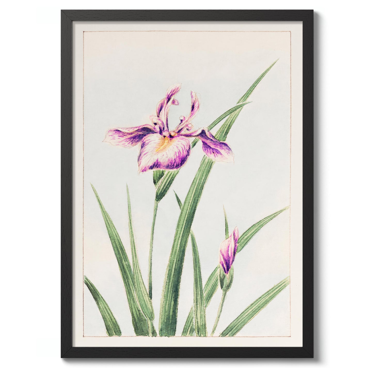 Hanazuma från Hyogoya