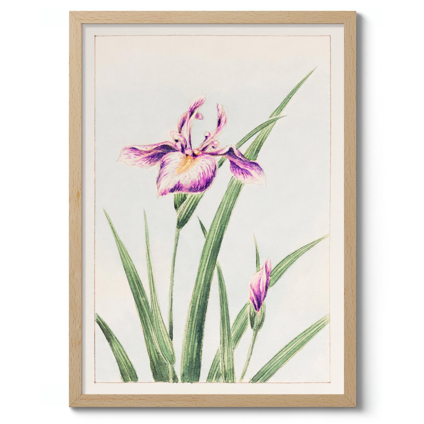 Hanazuma från Hyogoya