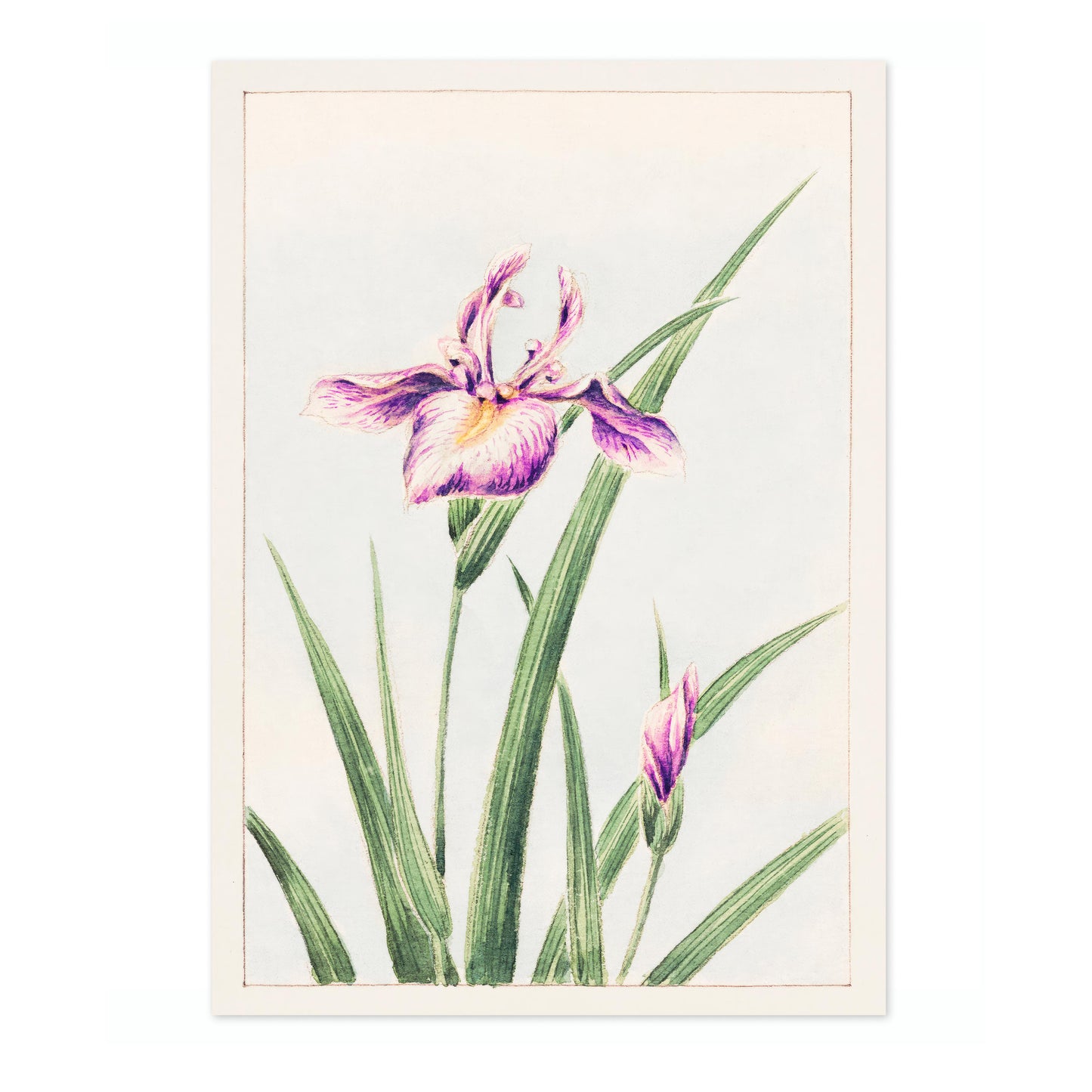 Hanazuma från Hyogoya