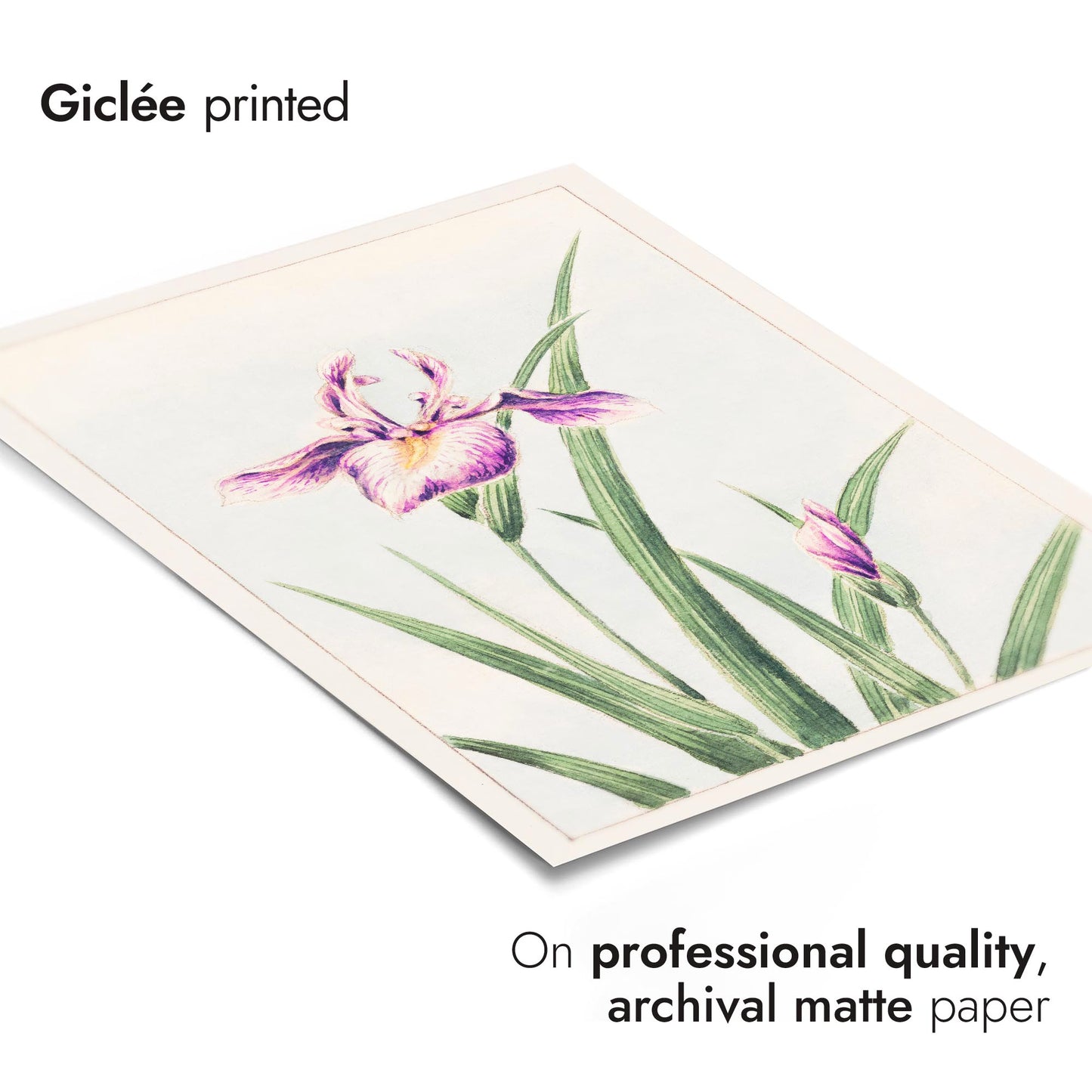 Hanazuma från Hyogoya