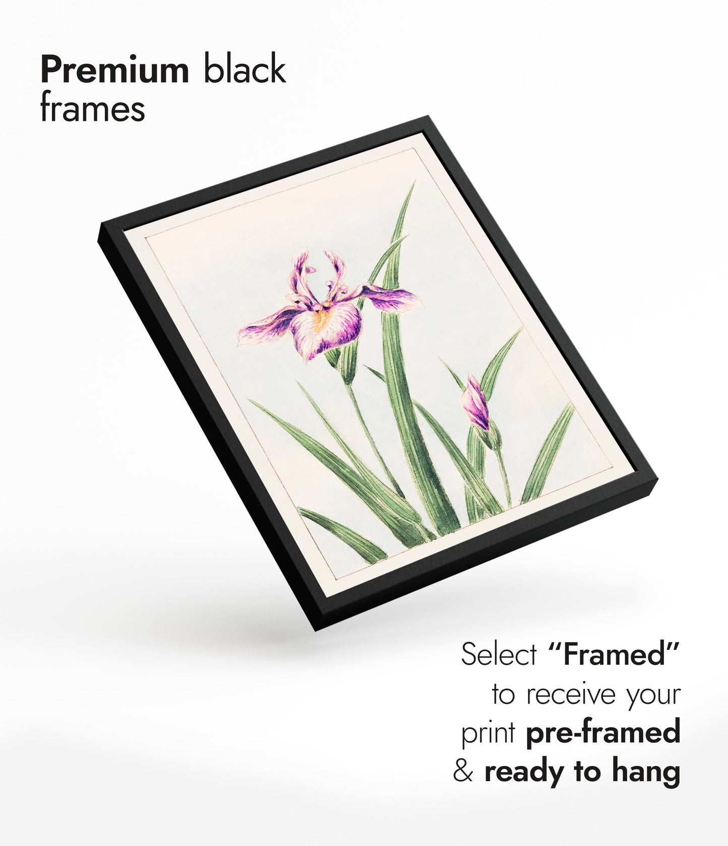 Hanazuma från Hyogoya