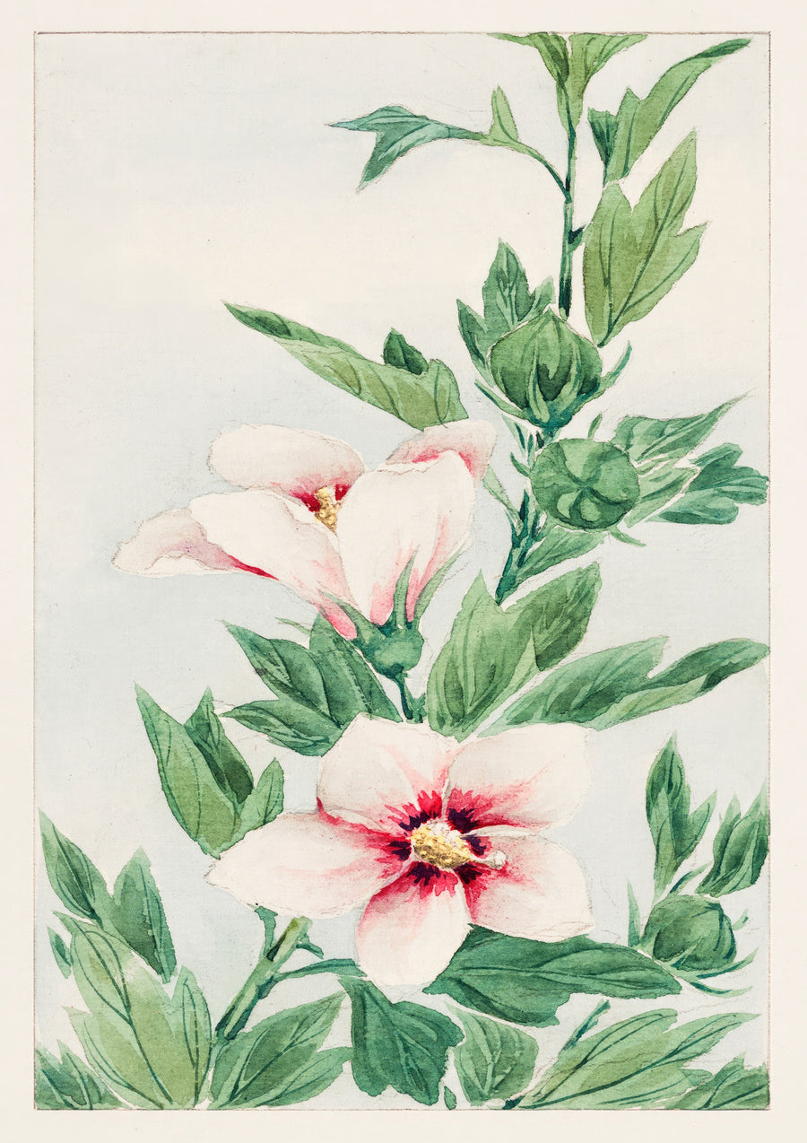 Hibiscus Plant - Print Only frame