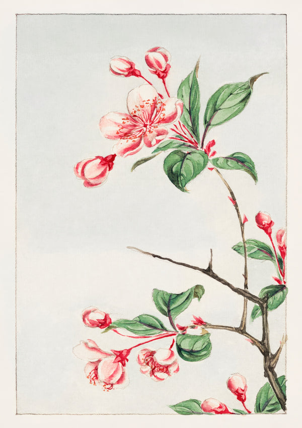 Spectabilis