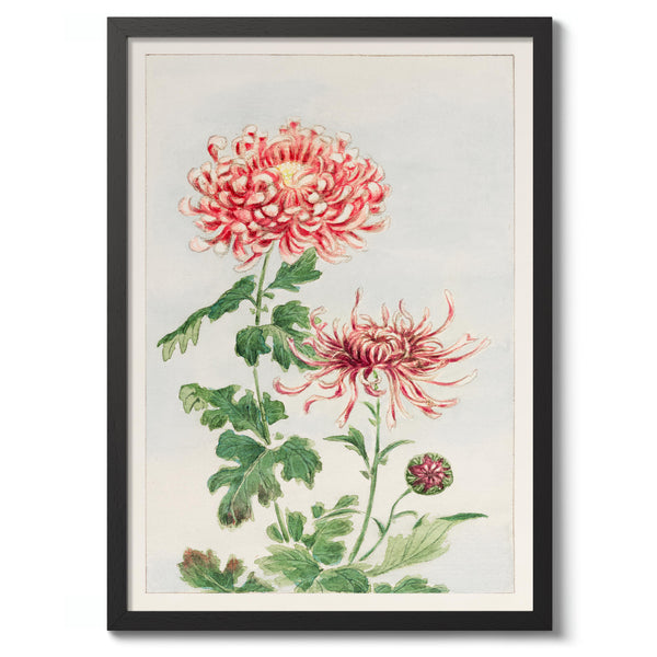 Chrysanthemum