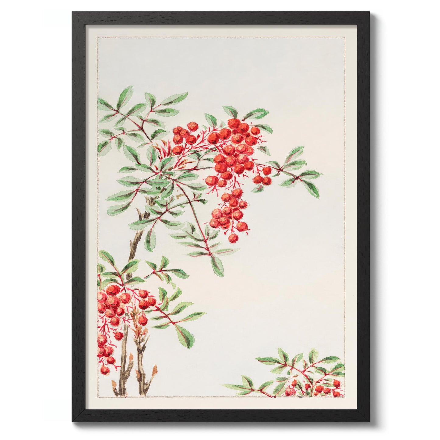 Nandina-buske med bär