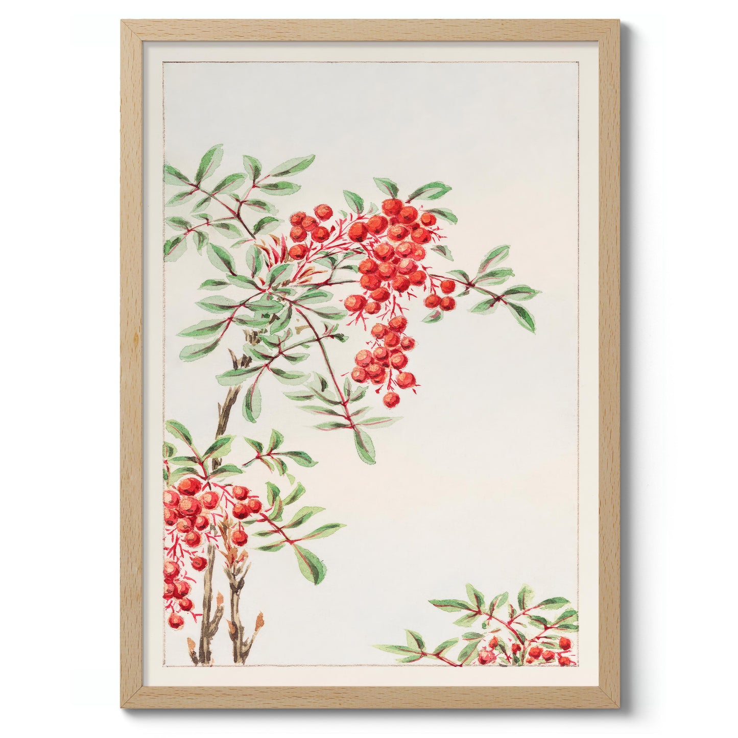 Nandina-buske med bär