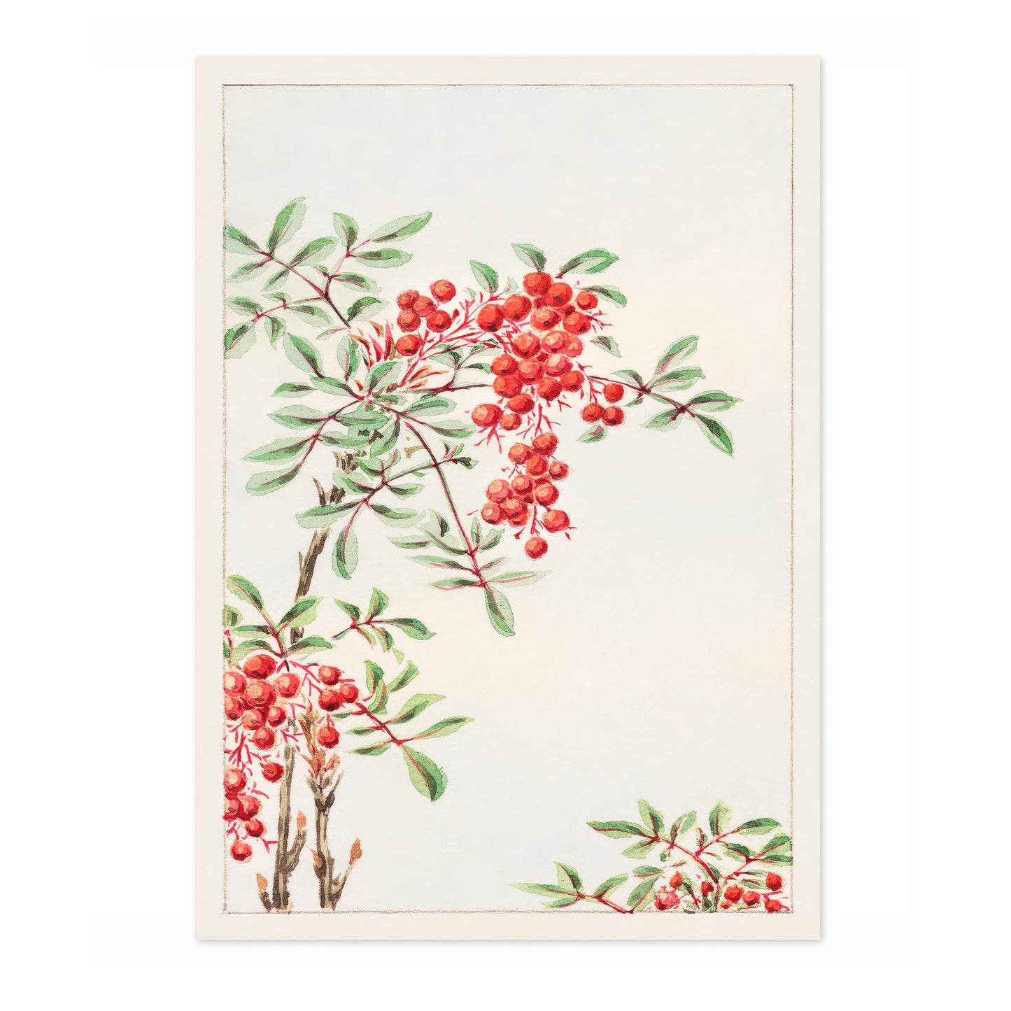 Nandina-buske med bär